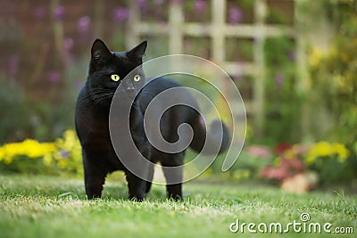 Close up of a black cat on the grass Stock Photo