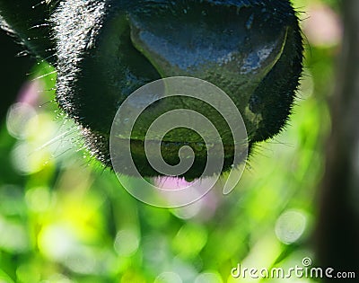 Close-up of a black chewing cow`s face Stock Photo