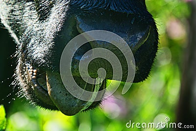 Close-up of a black chewing cow`s face Stock Photo