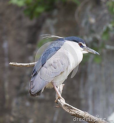 Close up Black Crowned Night Heron, Nycticorax nycticoras sitting on bare tree branche, selective focus Stock Photo