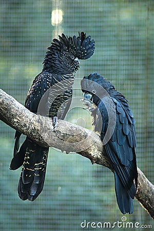 Close up black and dark blue Cockatoo birds. Stock Photo