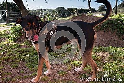 close up of a black drug k9 dog similar to rottweiler breed posing in front of the camera Stock Photo