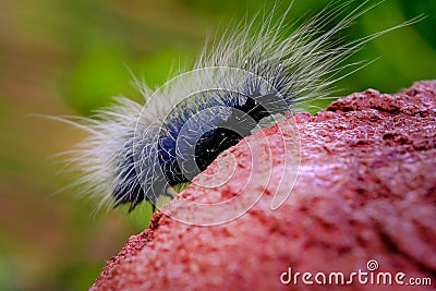 Close-up Black Eupterote testacea Walker hang on the tree Stock Photo