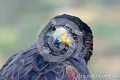 Portrait of a black falcon Stock Photo