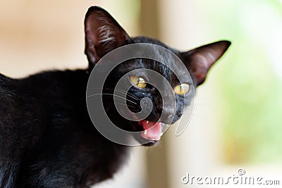 Close up of black kitten face open mouth Stock Photo