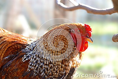 Close up of a brahma rooster Stock Photo