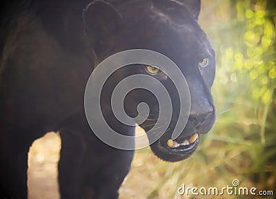 A Close Up Black Panther, Panthera onca Stock Photo