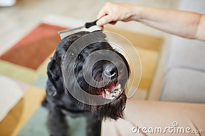 Owner combing her dog with brush Stock Photo