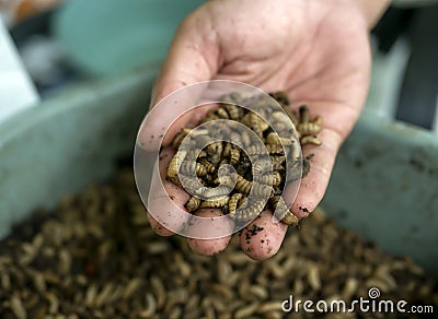 Close up of Black soldier fly (BSF) larvae or maggot on a palm of hand, Hermetia Illucens Stock Photo