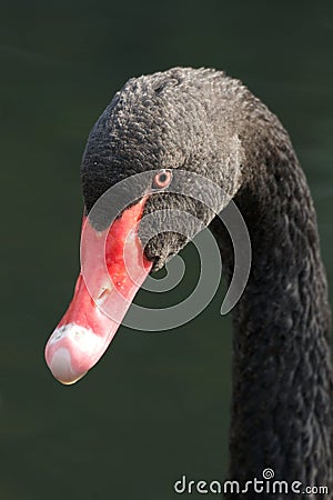 Close-up of black swan turning towards camera Stock Photo