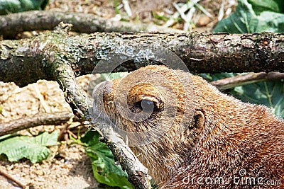 Close up of a black-tailed prairie dog gnawing a branch Stock Photo