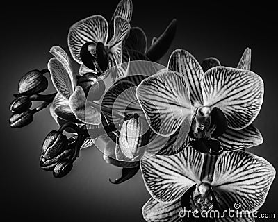 Close up black and white image of orchid bulb and blooms Stock Photo