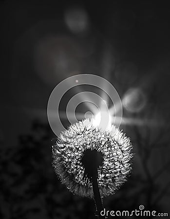 Close up black and white photo of a dandelion plant with sun shining from behind it creating a decorative lens flare Stock Photo