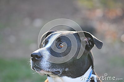 Pit bull`s head Stock Photo