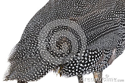 Close-up on Black and white spotted Helmeted guineafowl feathers, Numida meleagris, isolated on white Stock Photo