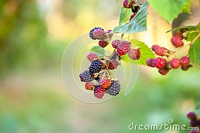 Close up blackberries. Defocused fresh blackberries in the garden. A bunch of ripe blackberries on a branch with green leaves. Stock Photo