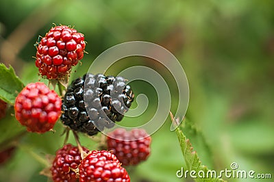 Close up blackberry with leaves. Blackberry close-up and place for text. Natural texture grows blackberry and copy space Stock Photo