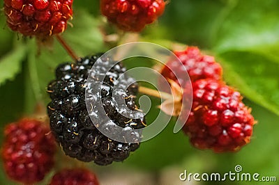 Close up blackberry with leaves. Blackberry close-up and place for text. Natural texture grows blackberry and copy space Stock Photo