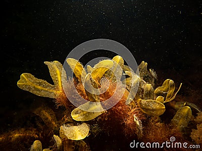 Close up of bladder wrack, also known as bladder fucus, pop weed, cut weed. Black background Stock Photo