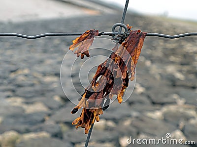 Close-up of bladder wrack hanging on a fence Stock Photo