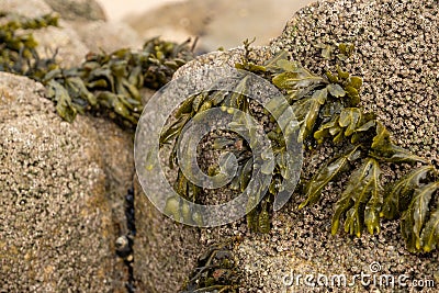 Close up bladder wrack seaweed attached to barnacle covered rock on the beach Stock Photo