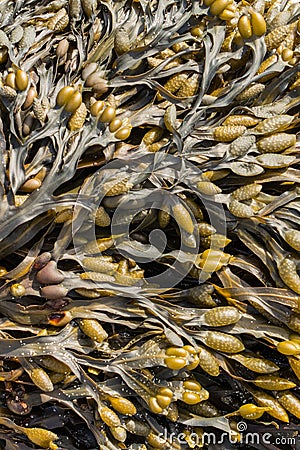Close up of Bladder Wrack seaweed Fucus vesiculosus Stock Photo