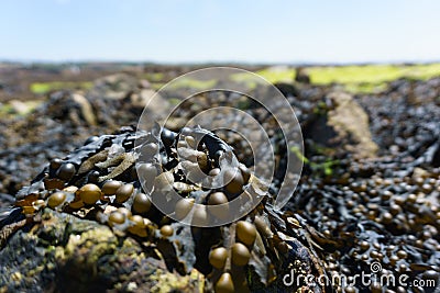 A close-up of bladder wrack on a stone. Stock Photo