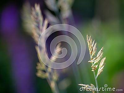 Close-up of a blade of grass with seeds - symbolic for hay fever (allergic coryza Stock Photo