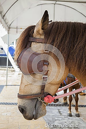 Close up blind horse commander Stock Photo