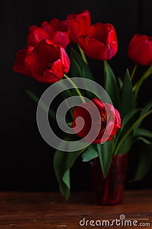 Close up of blooming amazing red spring tulips. Dark moody low key flowers photo banner. Greeting card minimalism style Stock Photo