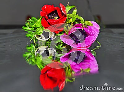 Close up of blooming anemones reflected on table - anemone coronaria Stock Photo