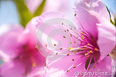 Close up of the blooming branch of the fruit tree. Peach Blossoms Blooming on Peach Trees. Beautiful peach flowers close up - as b Stock Photo