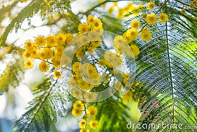 Close up of blooming branch of yellow mimosa flower in springtime. Womens day, Easter background Stock Photo