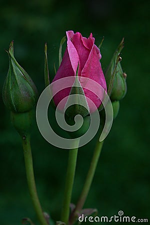 Close up of blooming bud pink rose on green background Stock Photo