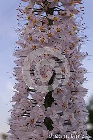 Close-up of blooming and densely growing delicate light flowers of Eremurus against the blue sky Stock Photo