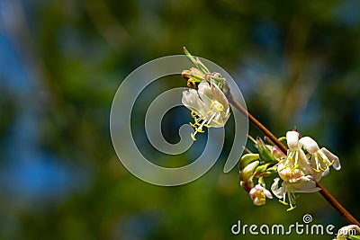 Close-up of blooming flower winter honeysuckle Lonicera fragrantissima standishii, or January jasmine, Chinese honeysuckle Stock Photo