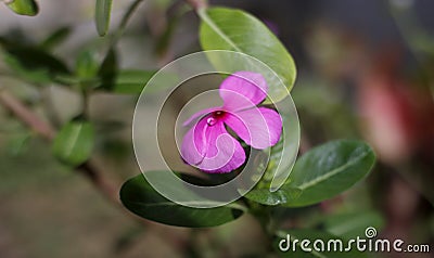 Close Up Blooming Flowers photograph Stock Photo