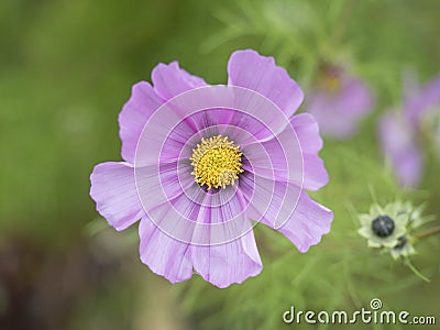 Close up blooming garden cosmos, Cosmos bipinnatus or mexican aster. Single macro perfect pink flower on green bokeh Stock Photo