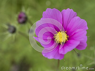 Close up blooming garden cosmos, Cosmos bipinnatus or mexican aster. Single macro perfect pink flower on green bokeh Stock Photo