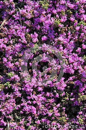 Close up of blooming lavender flowers. Lavender flowers background Stock Photo