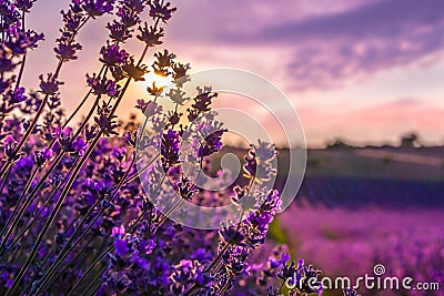 Close up of blooming lavender flowers under the summer sunset rays. Stock Photo