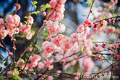 Close up of blooming luiseania in spring garden. Blossoming pink flowers of almond three-blade Stock Photo