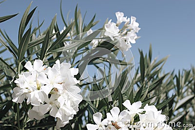 Close-up of blooming oleander bush with white blossoms, green leaves against blue summer sky in sunlight. Mediterranean Stock Photo