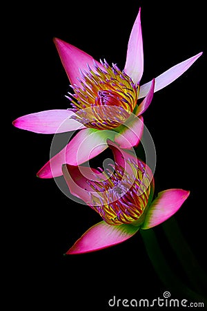 Paired pink asian water lilies against black background Stock Photo