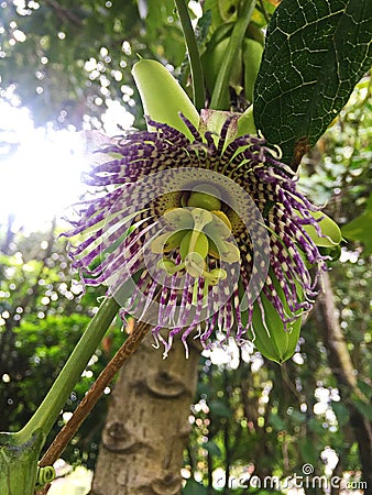 Close Up of Wild Purple Passionflower in the Forest Stock Photo