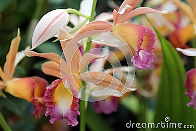 Close Up of a Blooming Phaius Dan Rosenberg Tropical Ice Orchid Stock Photo