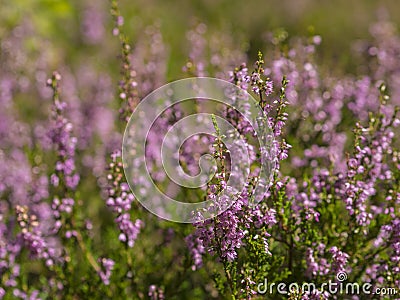 Close up blooming pink heath briar in sun light with blurry back Stock Photo