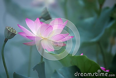 Lotus flower in fog Stock Photo