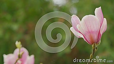 Blooming Pink Magnolia Tree In Garden During Springtime. Magnoliaceae. Close up. Stock Photo