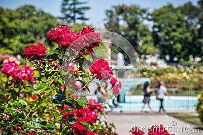 Close up of blooming roses Stock Photo